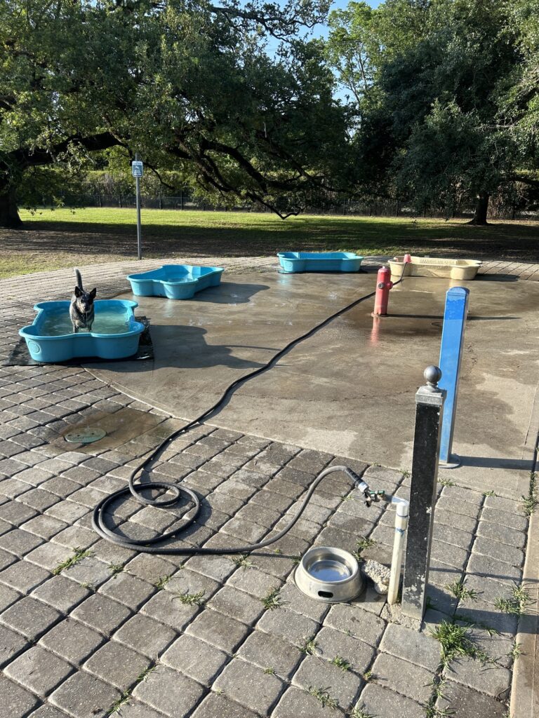 German shepherd mix in bathing pool at Nola City Bark in City Park dog park in New Orleans, LA German shepherd mix in bathing pool at Nola City Bark in City Park dog park in New Orleans, LA