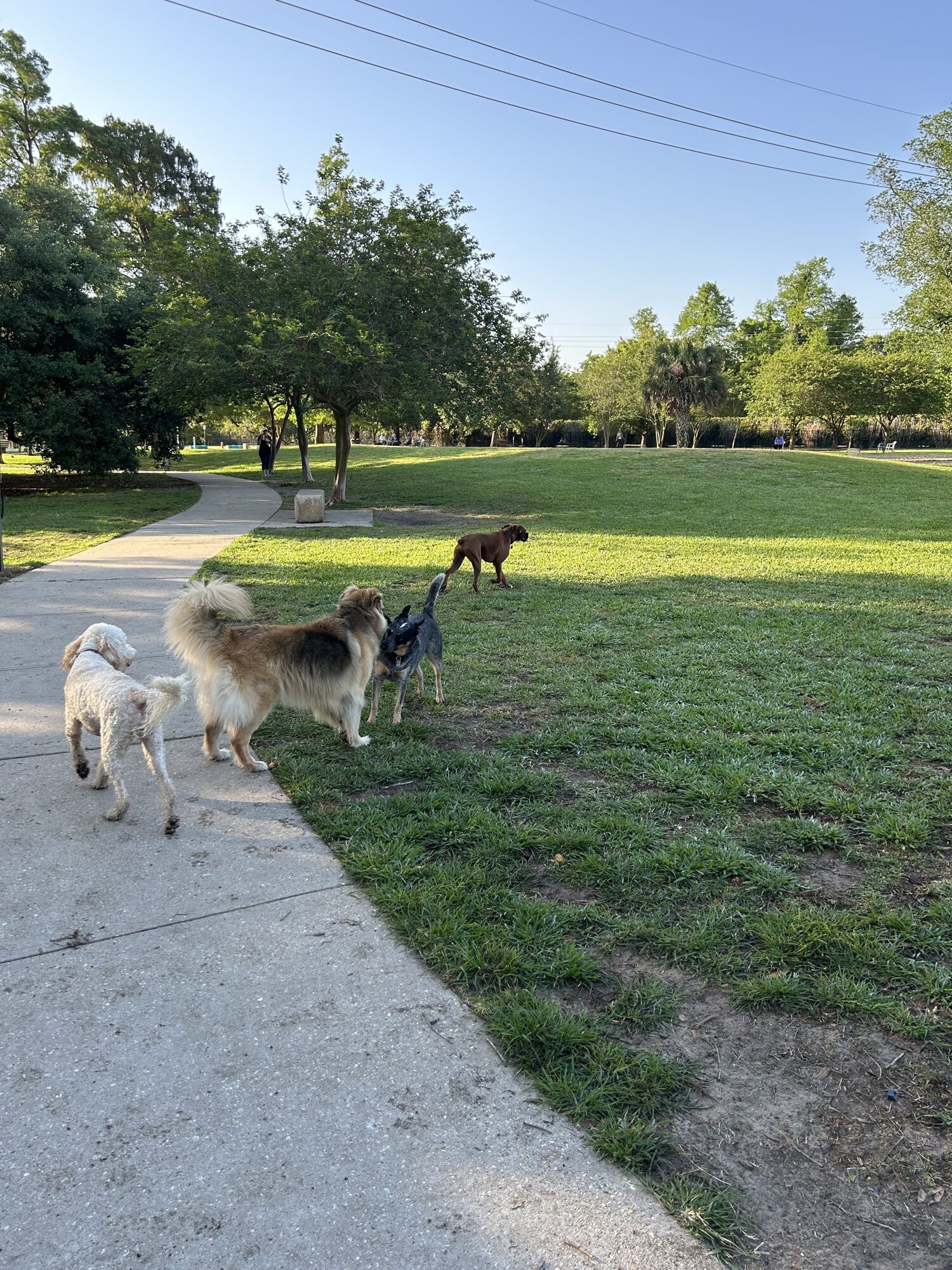 Nola City Bark in New Orleans, Louisiana