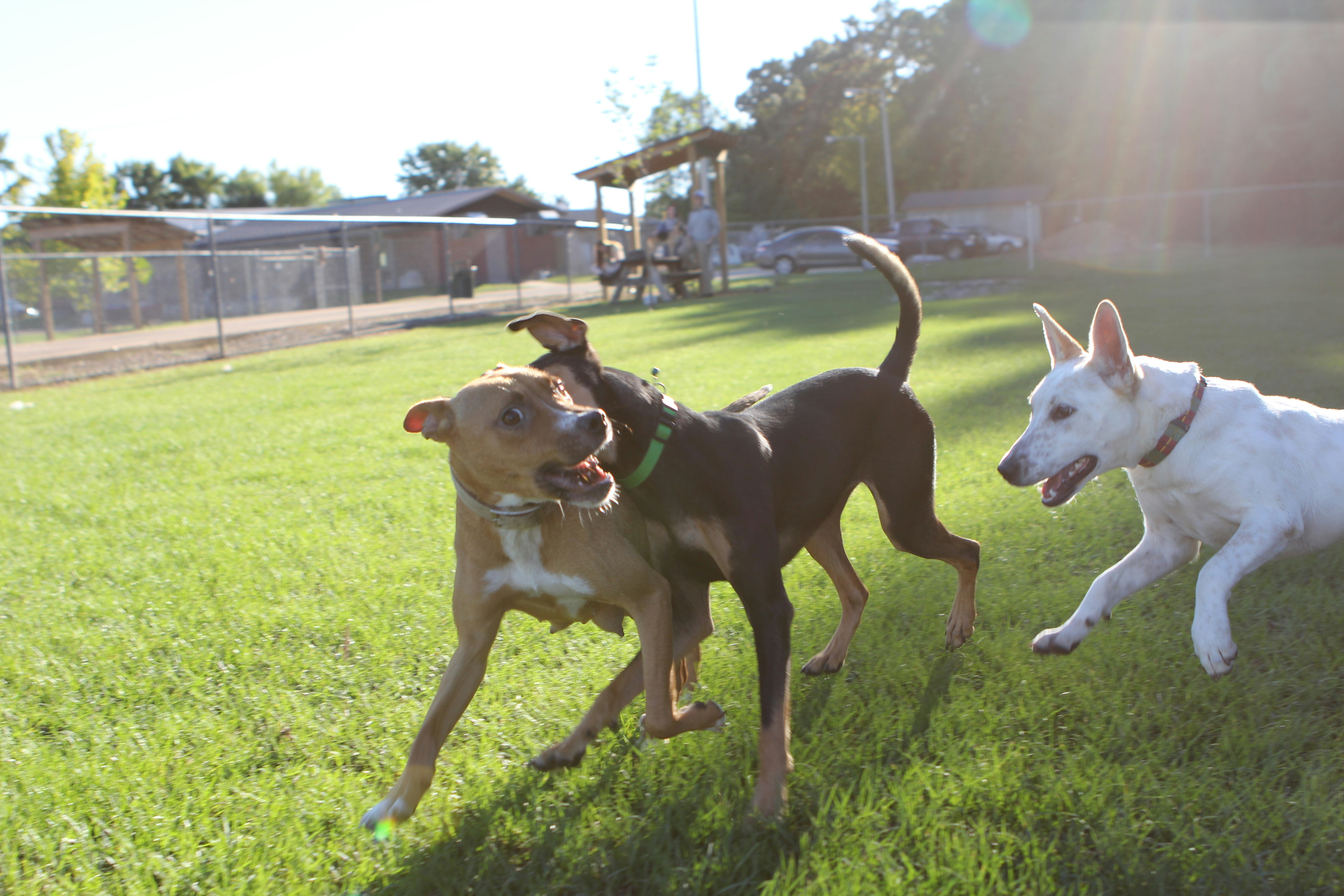 Smiling Dog Ranch Dog Park in Tucson, Arizona