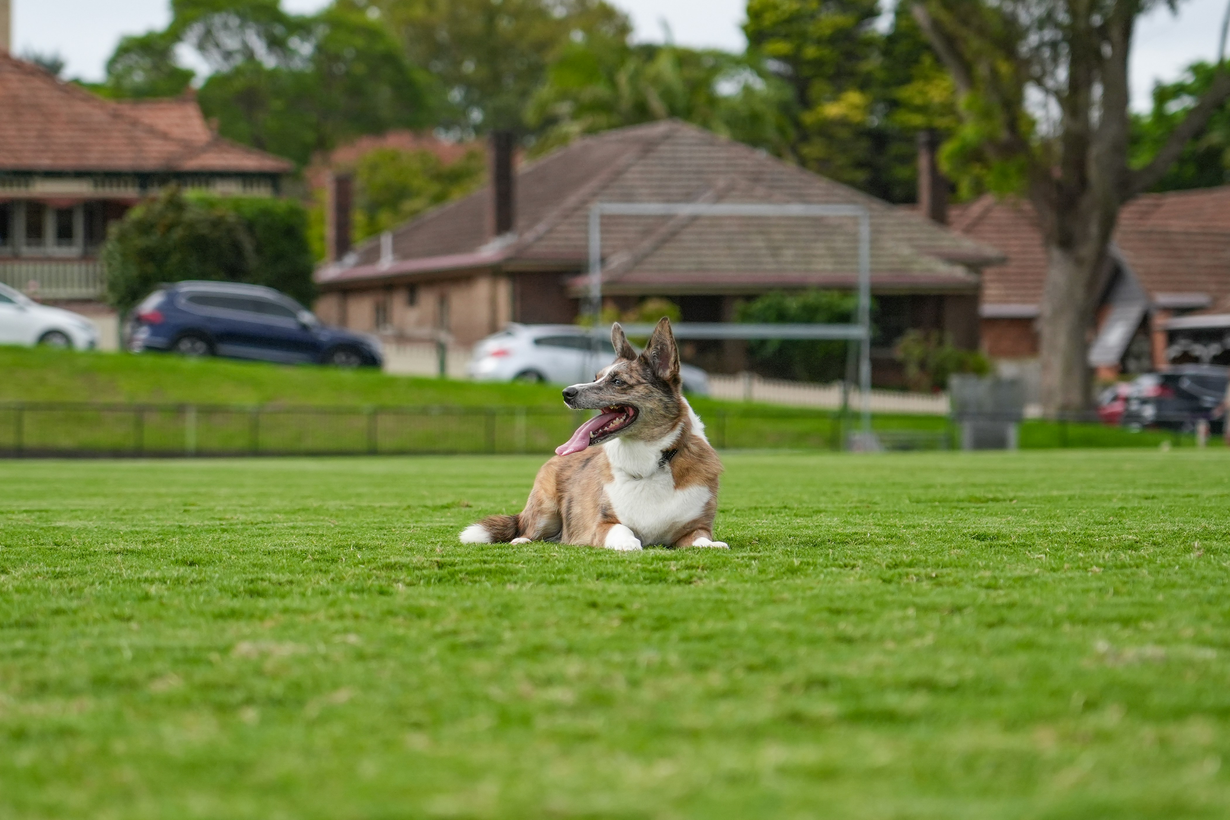 Magnolia Manor Dog Park in Seattle, Washington 5