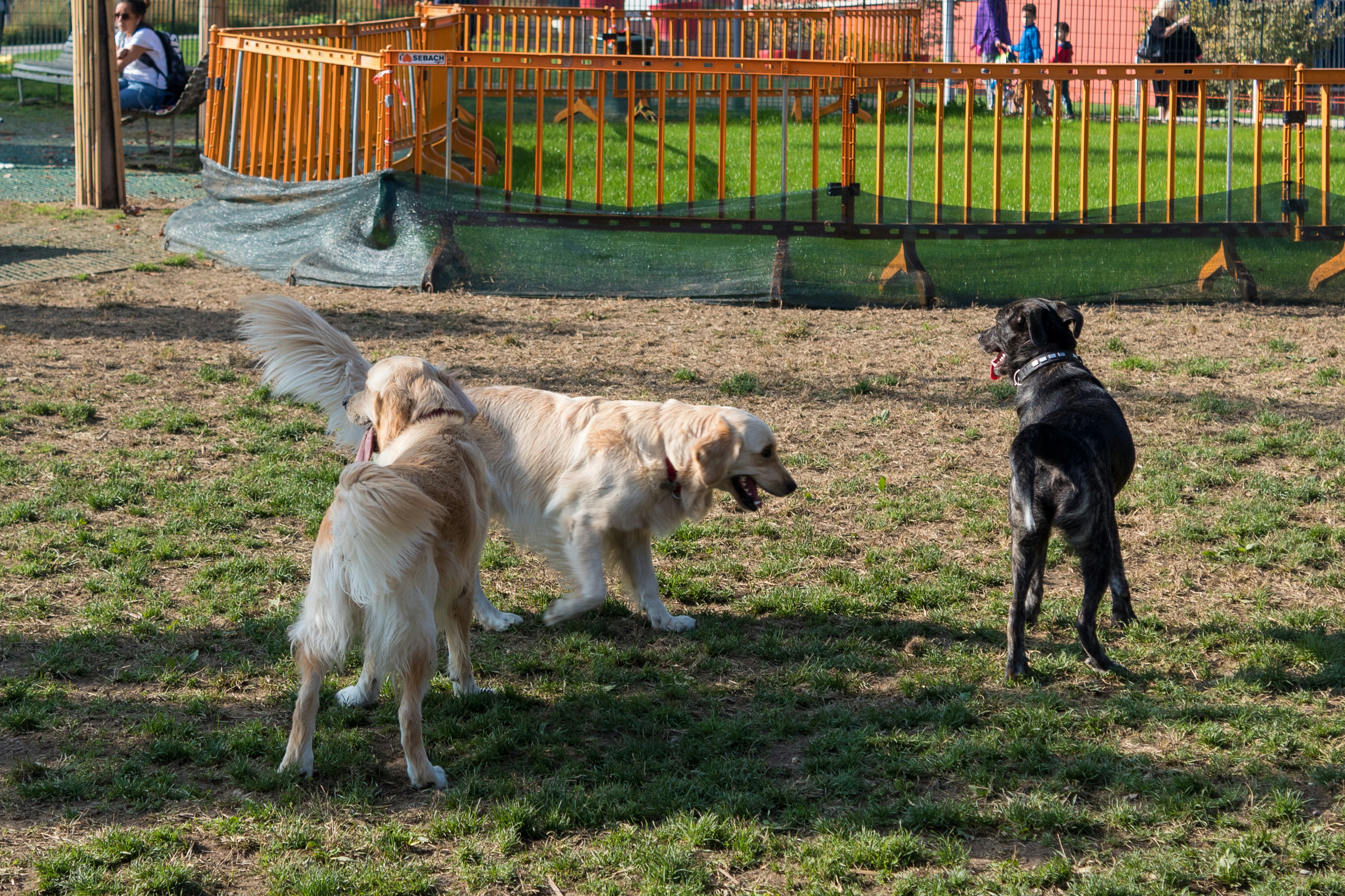 Jose Rizal Dog Park in Seattle, Washington 5