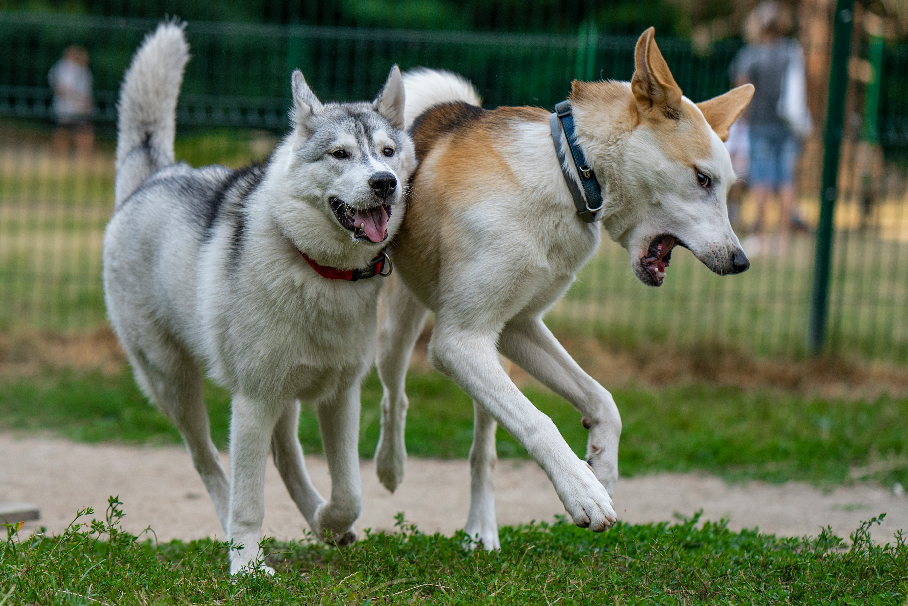 I 5 Colonnade Off Leash Area in Seattle, Washington 5