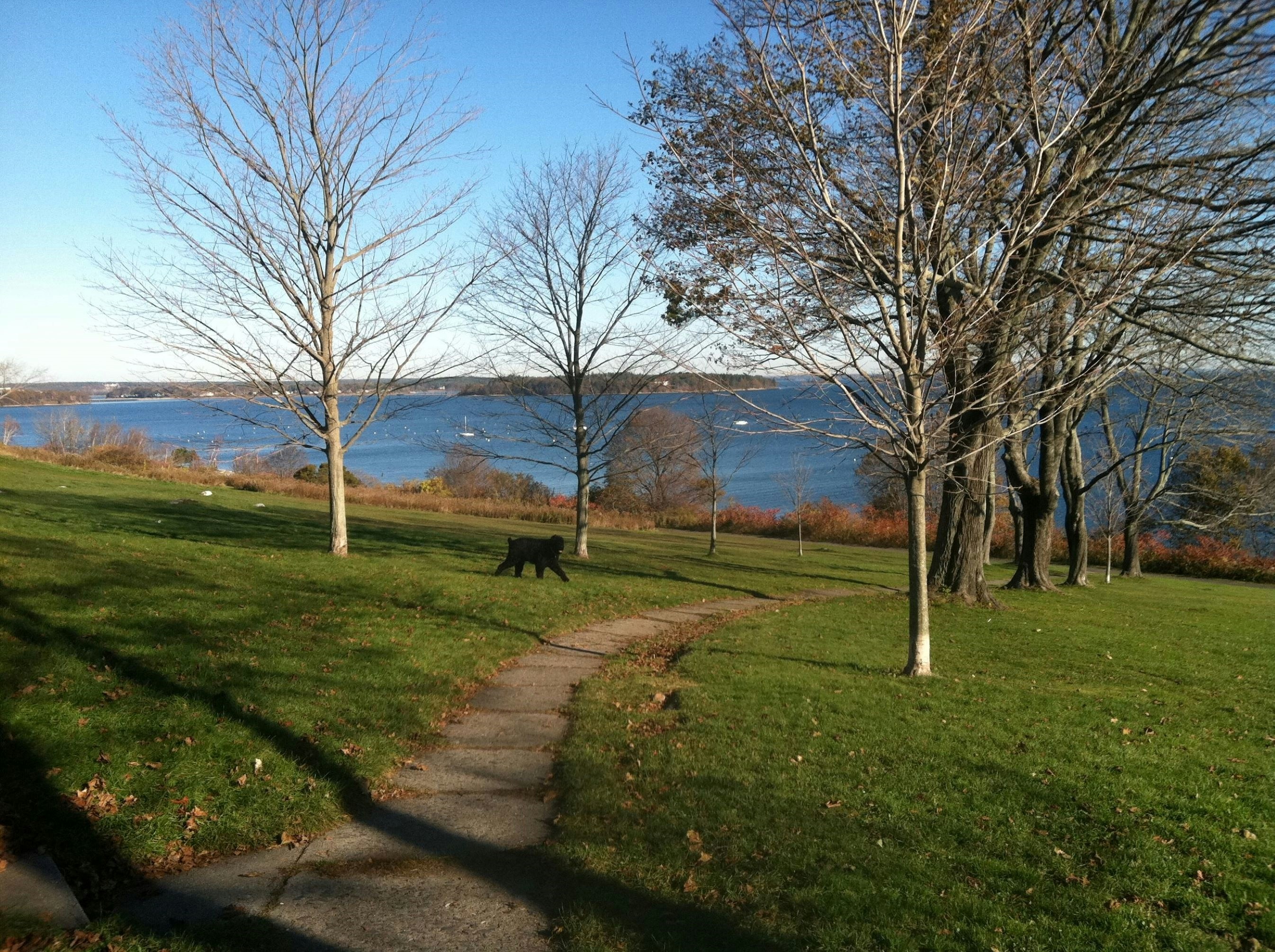 Denny Substation Dog Park in Seattle, Washington 5