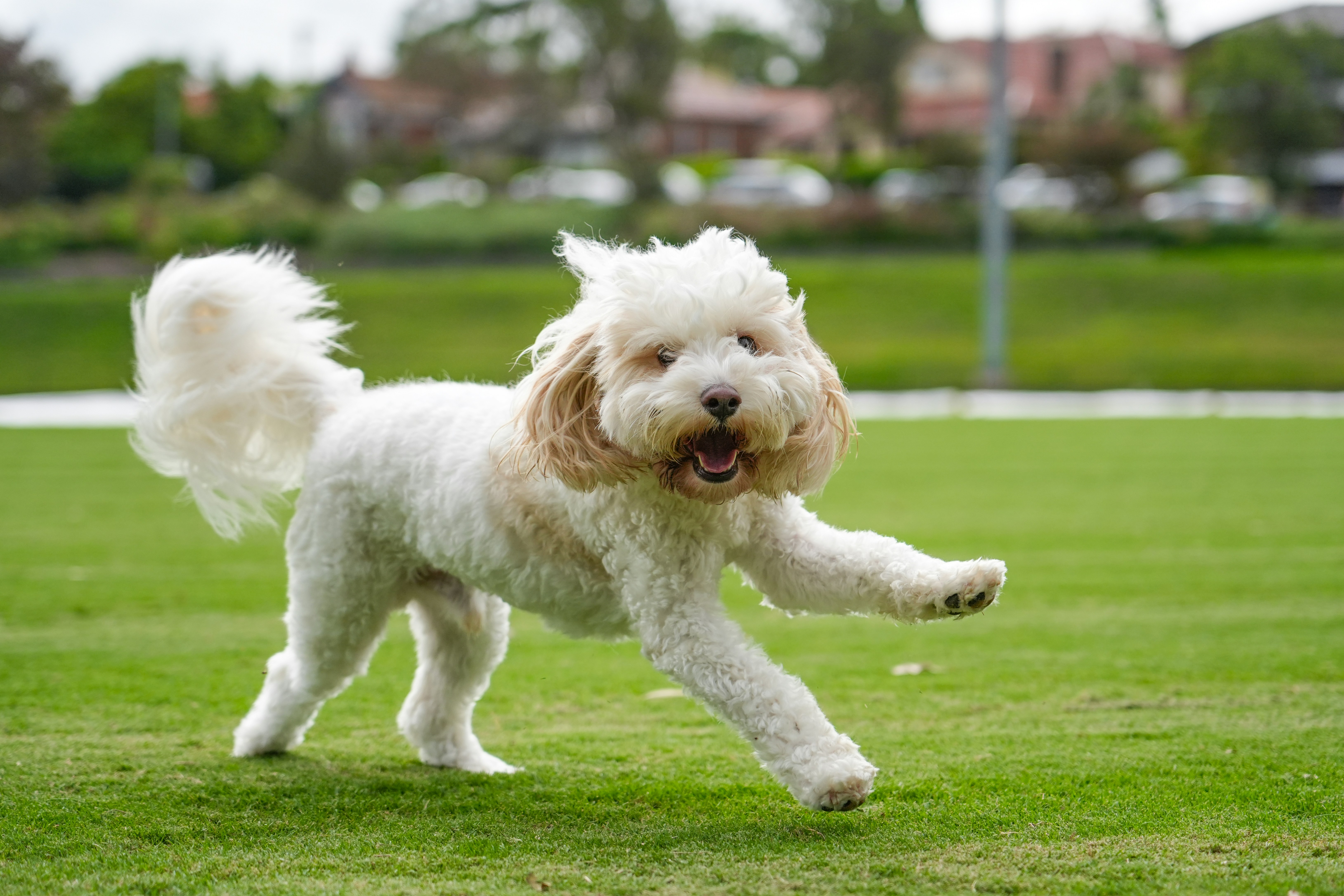 Denny Substation Dog Park in Seattle, Washington 5