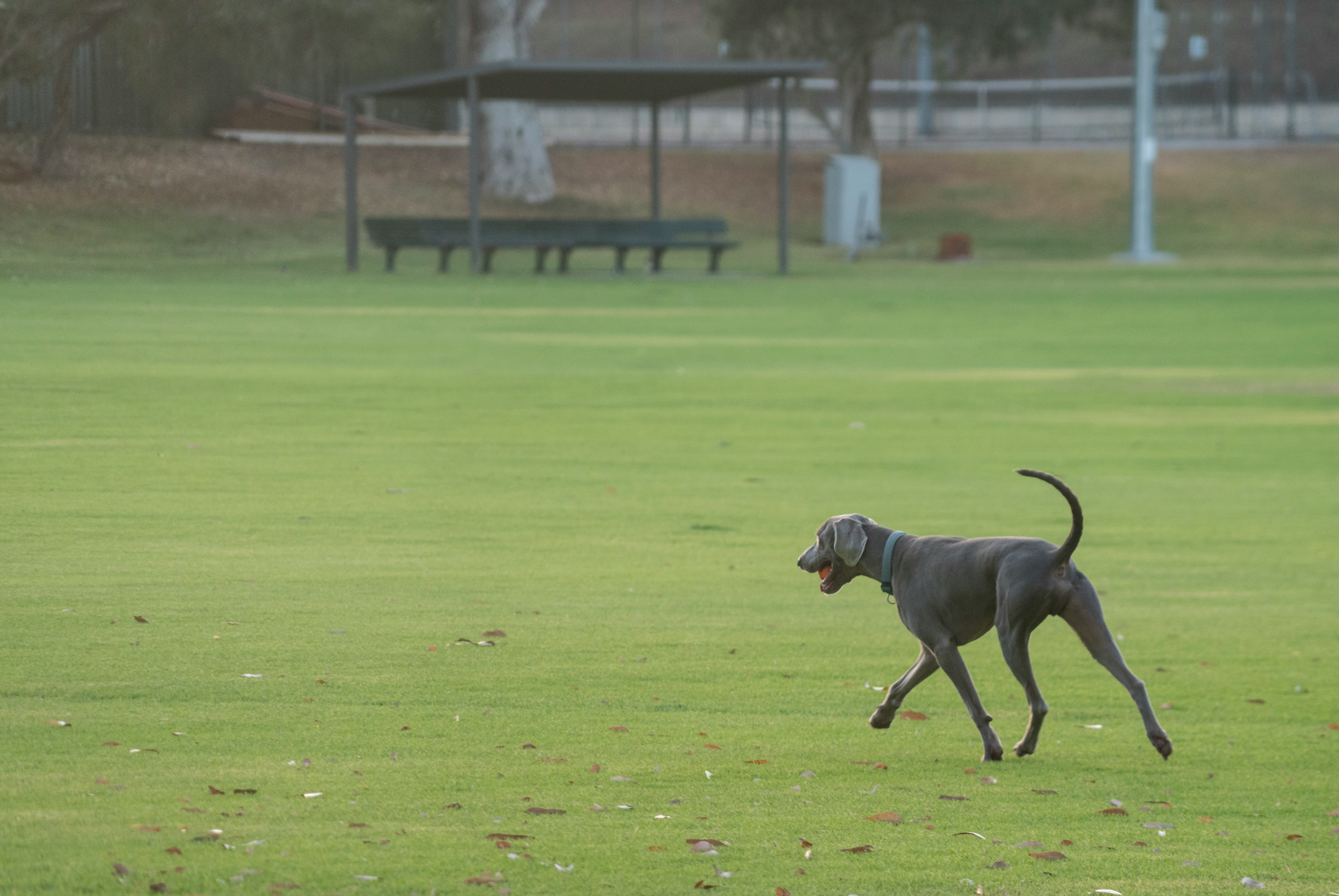 Daggett Plaza Dog Run in San Francisco, California